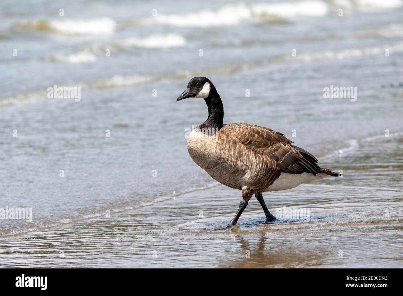 Canada goose vancouver uk hot sale