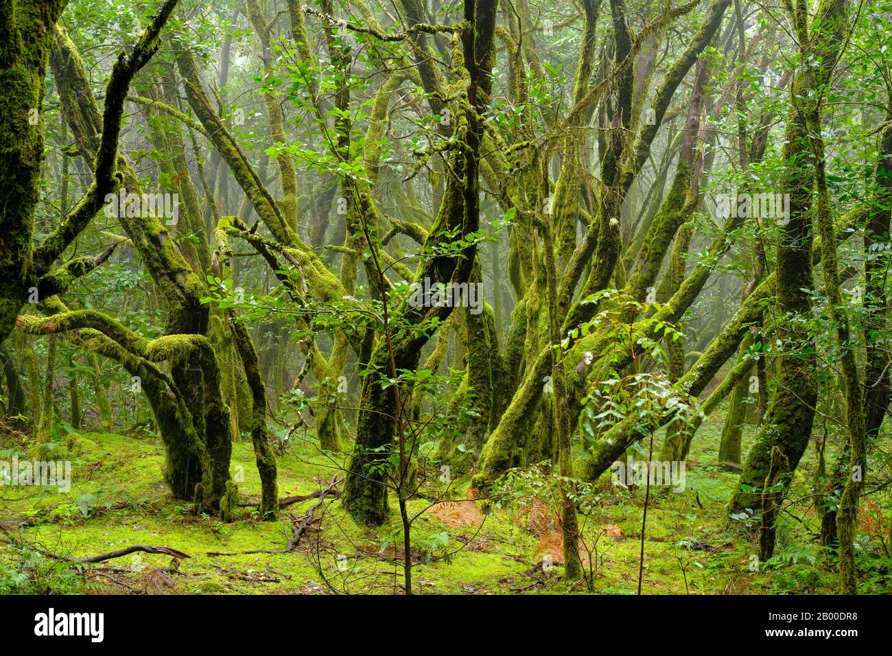 Moss-covered trees in cloud forest, Garajonay National Park, La Gomera, Canary Islands, Spain Stock Photo