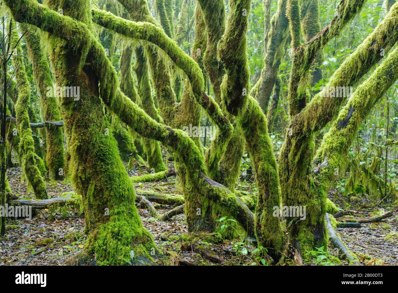 Moss-covered trees in cloud forest, Garajonay National Park, La Gomera, Canary Islands, Spain Stock Photo