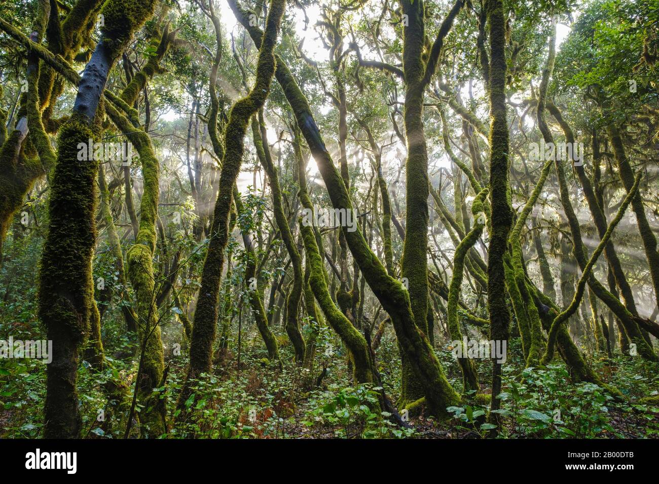 Moss-covered trees in cloud forest, Garajonay National Park, La Gomera, Canary Islands, Spain Stock Photo