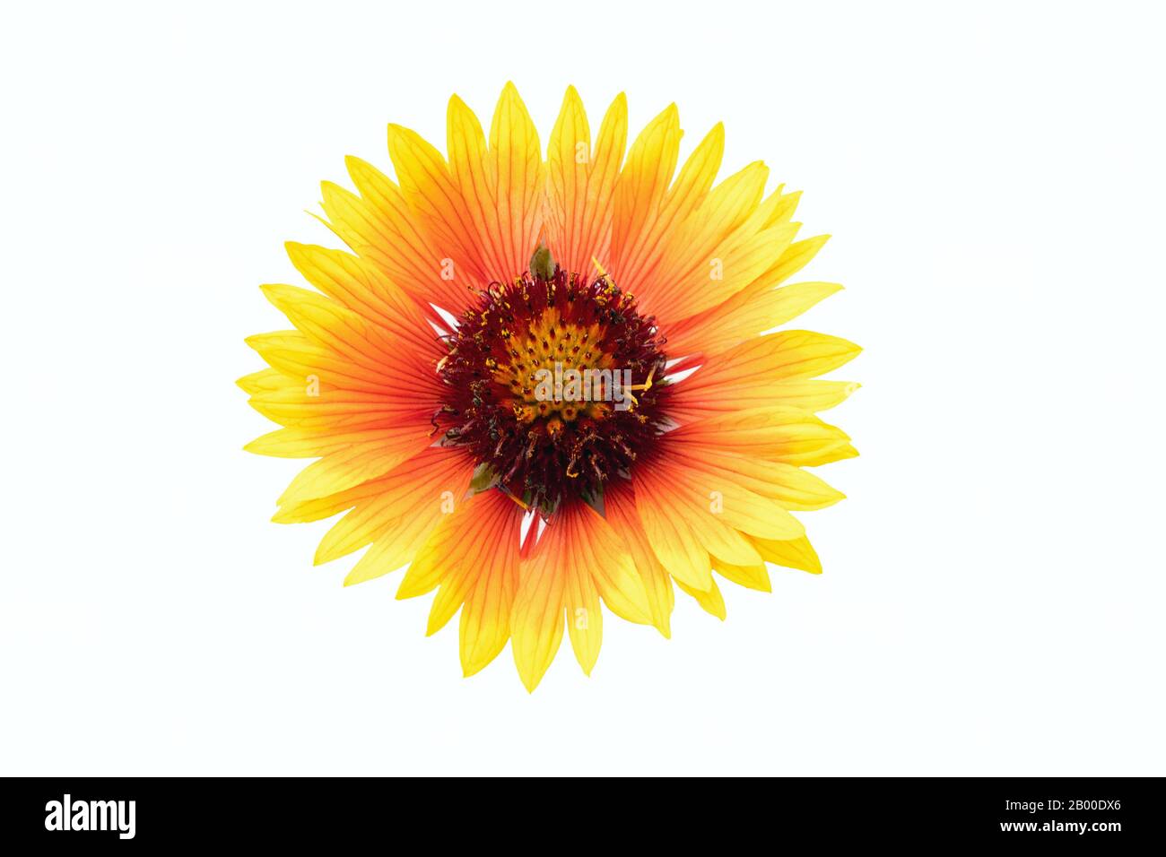 Coreopsis coreopsis tinctoria hi-res stock photography and images - Alamy