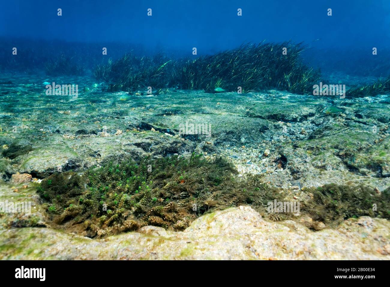 Underwater landscape, sandy riverbed with waterweed (Elodea) in front, reeds in the back, Rainbow River, Rainbow Springs State Park, Dunnelon Stock Photo