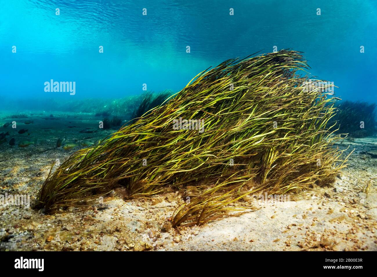 Underwater landscape, riverbed with reeds, Rainbow River, Rainbow Springs State Park, Dunnelon, Florida, USA Stock Photo