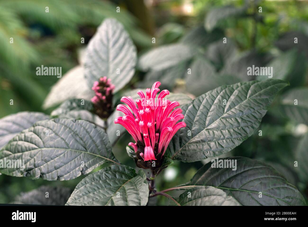 pink brazilian plume flower. Flamingo Flower Justicia carnea blooms in garden. Stock Photo
