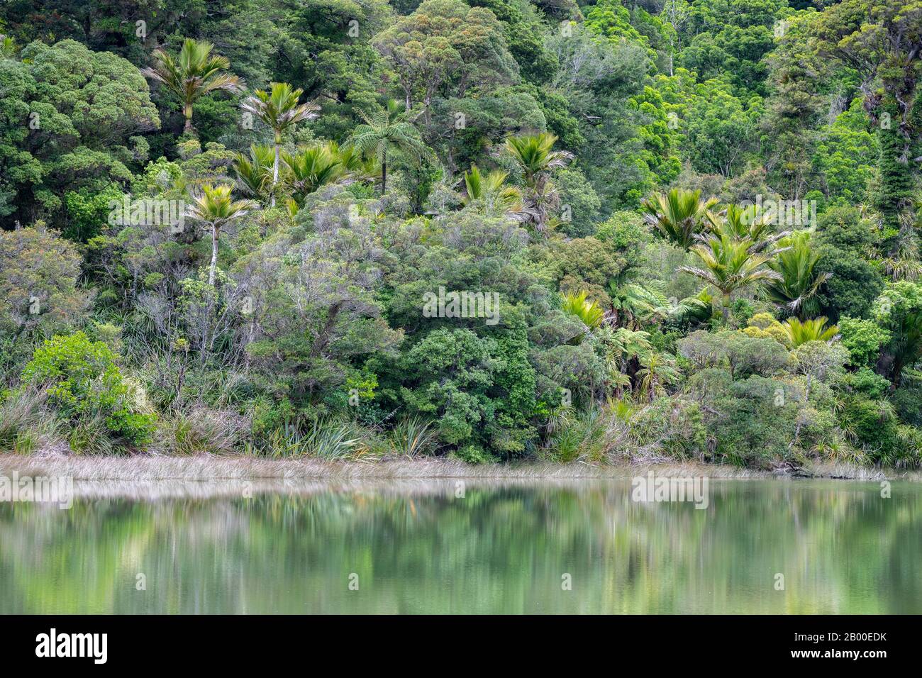 Subtropical rainforest, Kahurangi National Park, Anatori, Tasman, South Island, New Zealand Stock Photo