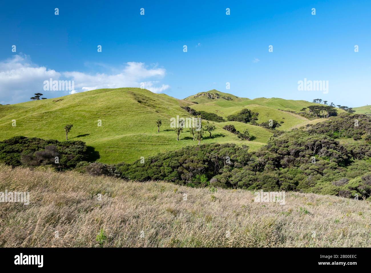 Rolling hills, sheep pastures, near Farewell Spit, Golden Bay, Southland, New Zealand Stock Photo