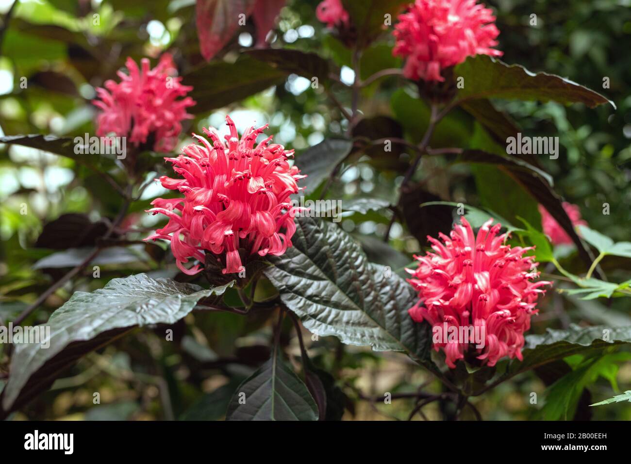 flowering plant in family Acanthaceae. jacobinia carnea flower as natural background. Stock Photo