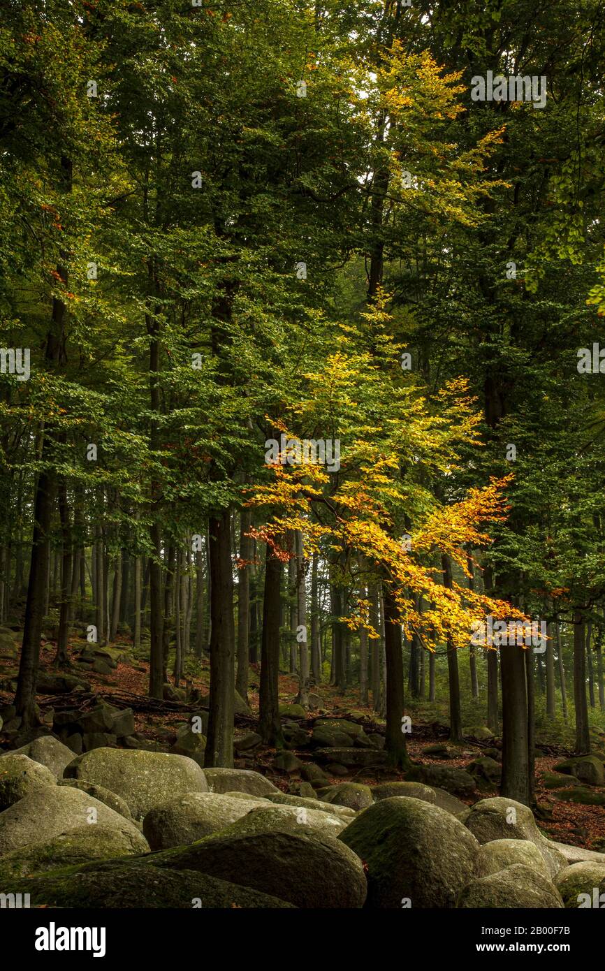 Sea of rocks, forest, rocks, Lautertal, Odenwald, Hesse, Germany Stock Photo