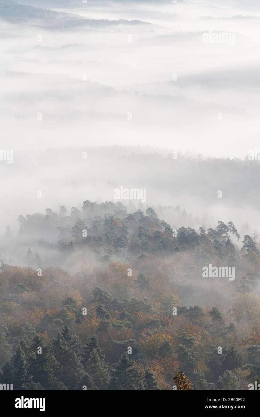 Palatinate forest in morning mist hi-res stock photography and images ...