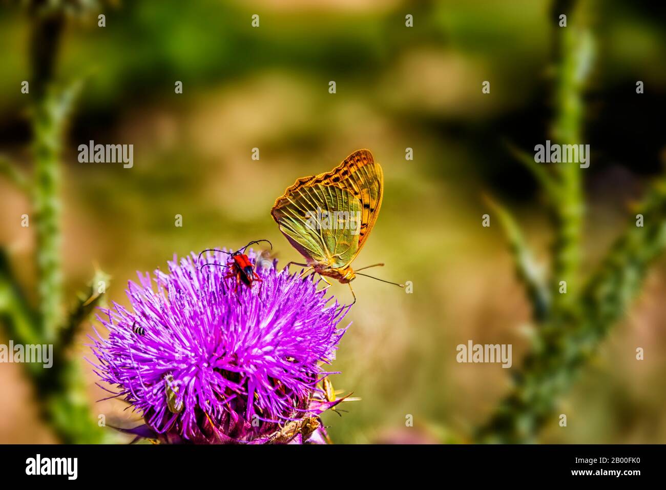 Abstract nature butterfly hi-res stock photography and images - Alamy