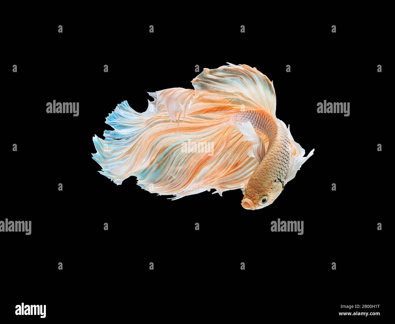 beautiful white Thai fighting fish swimming with long fins and long tail gene. fighting fish isolated on black background. Stock Photo