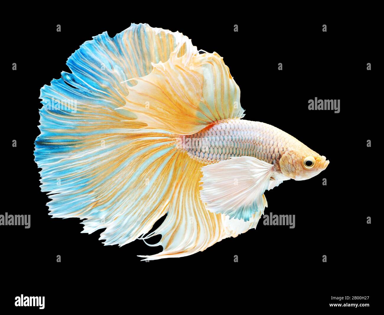 beautiful white Thai fighting fish swimming with long fins and long tail gene. fighting fish isolated on black background. Stock Photo