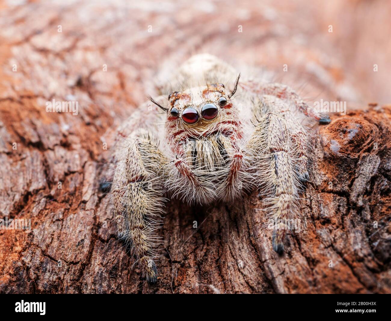 close up of jumping spider, spider in Thailand with macro scale Stock Photo