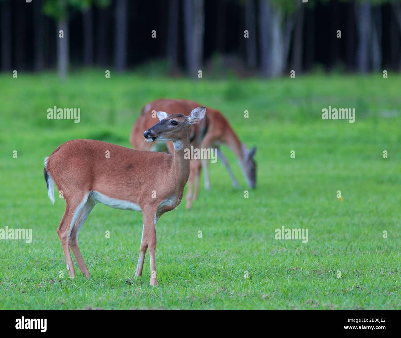 Pair of deer in North Carolina on a field after sunset Stock Photo Alamy