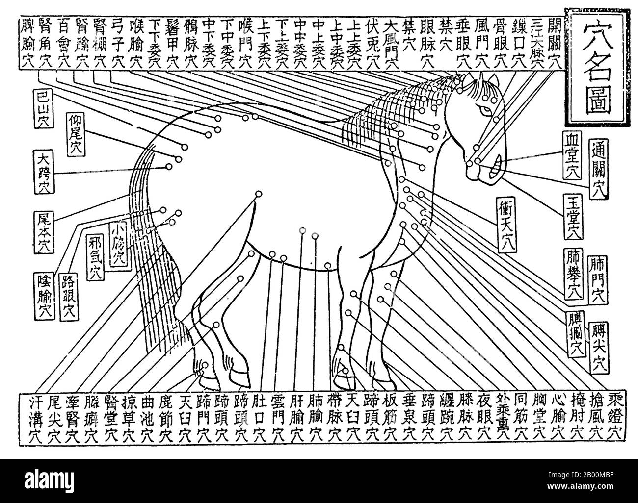 China: Acupuncture diagram from Bo Le's classic equestrian study, c.7th century BCE.  Ferghana horses were one of China's earliest major imports, originating in an area in Central Asia. Dayuan, north of Bactria, was a nation centered in the Ferghana Valley of present-day Central Asia, and even as early as the Han Dynasty, China projected its military power to that area. The Han imperial regime required Ferghana horses and imported such great numbers of them that the rulers of Ferghana closed their borders to such trade. Stock Photo