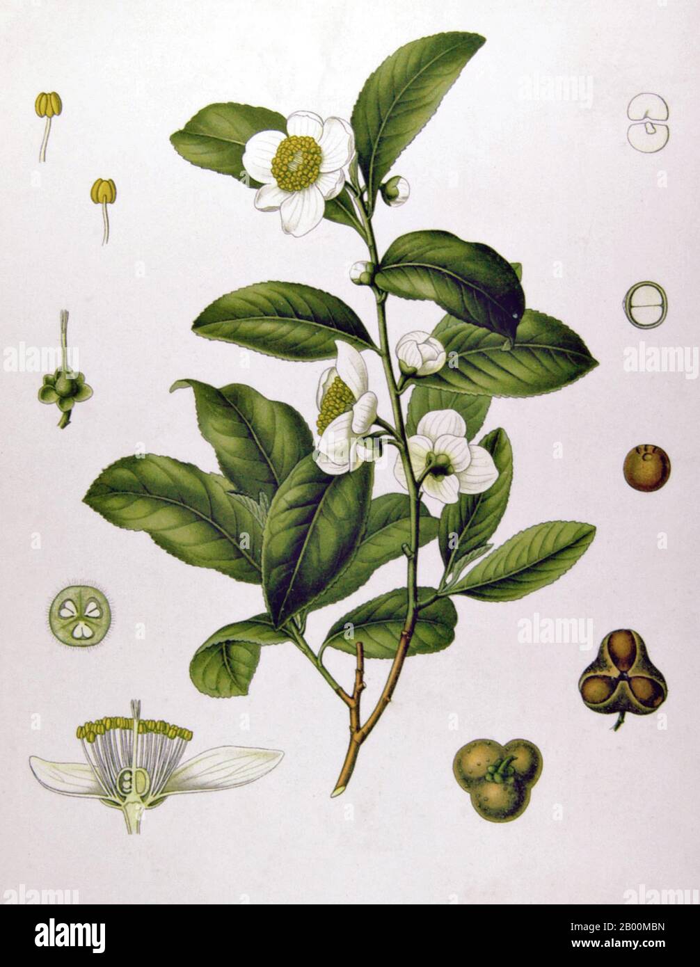 World: Camellia sinensis (Tea) from Köhler's Medizinal-Pflanzen (1887), lithograph by Walther Muller (1845-1927).  According to oral tradition, tea has been grown in China for more than four millennia. The earliest written accounts of tea making, however, date from around 350 CE, when it first became a drink at the imperial court. Stock Photo