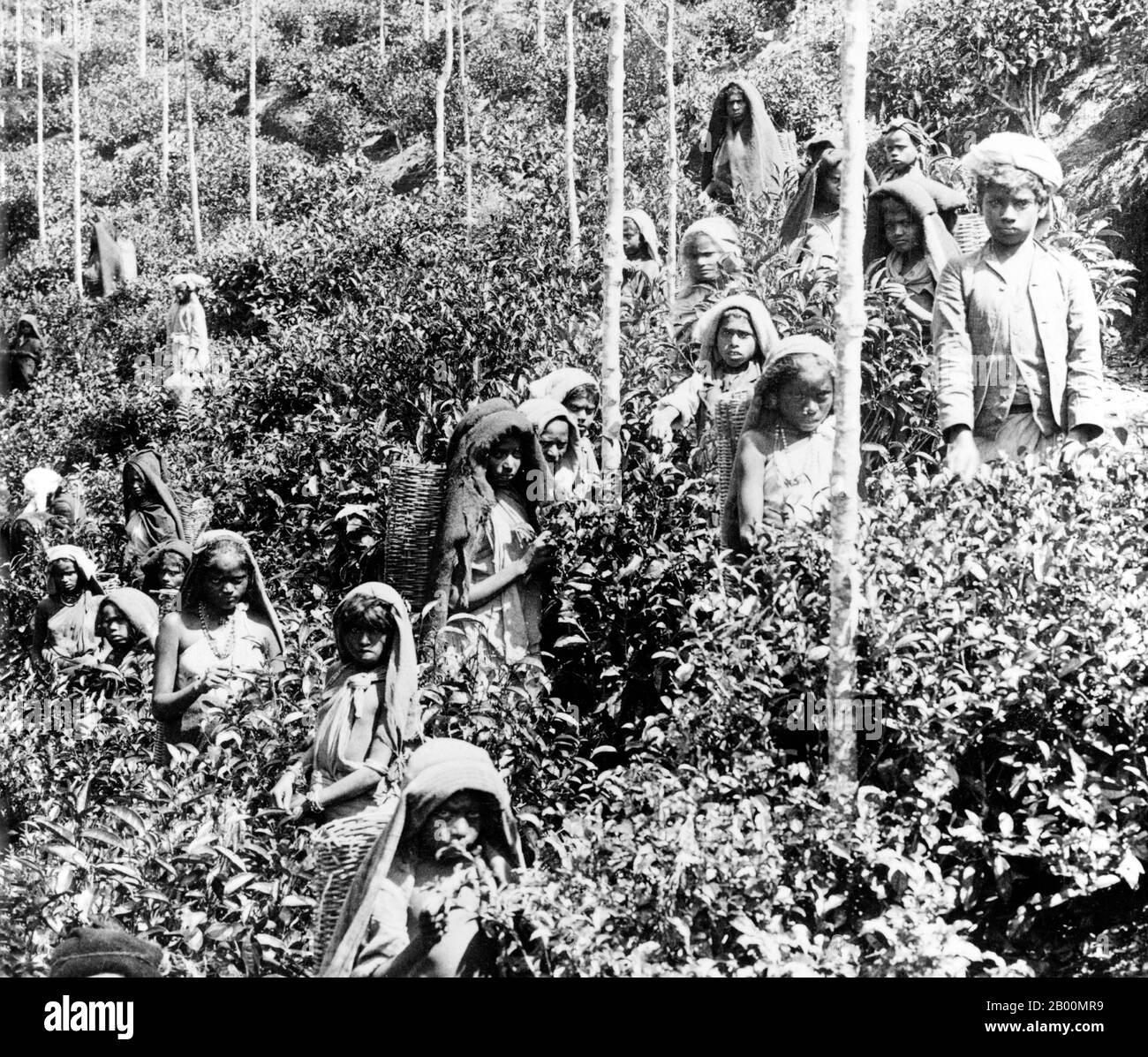 Sri Lanka: Children picking tea at Talawakele, near Nuwara Eliya, c. 1900.  Tea production in Sri Lanka, formerly Ceylon, is of high importance to the Sri Lankan economy and the world market. The country is the world's fourth largest producer of tea and the industry is one of the country's main sources of foreign exchange and a significant source of income for laborers, with tea accounting for 15% of the GDP, generating roughly $700 million annually. In 1995 Sri Lanka was the world's leading exporter of tea, (rather than producer) with 23% of the total world export. Stock Photo