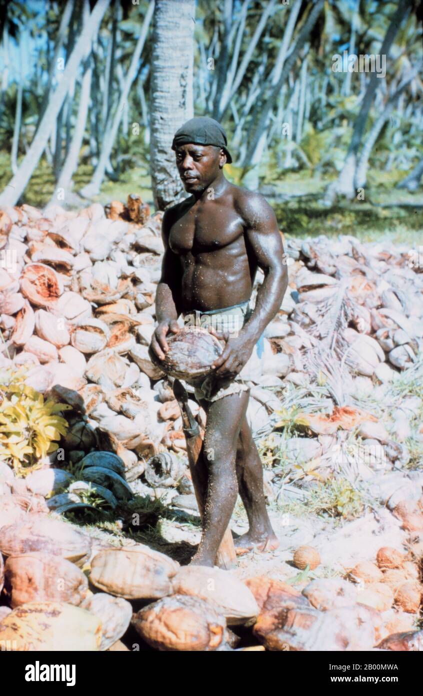 BIOT (British Indian Ocean Territory): Ilois man husking coconuts, Diego Garcia, 1971.  The British Indian Ocean Territory (BIOT) or Chagos Islands (formerly the Oil Islands) is an overseas territory of the United Kingdom situated in the Indian Ocean, halfway between Africa and Indonesia. The territory comprises a group of seven atolls comprising more than 60 individual islands, situated some 500 kilometres (310 mi) due south of the Maldives archipelago. The largest island is Diego Garcia (area 44 km squared), the site of a joint military facility of the United Kingdom and the United States. Stock Photo