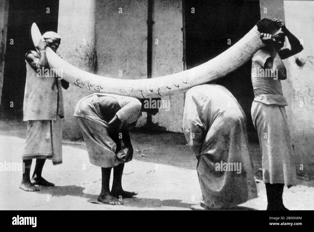 East Africa: Four African porters carrying a large elephant tusk, possibly in Zanzibar or Mombasa, 19th century.  Ivory is a term for dentine, which constitutes the bulk of the teeth and tusks of animals such as elephants, when used as a material for art or manufacturing. Ivory is little used today, but has been important since ancient times for making a range of items, from ivory carvings to false teeth, fans, dominoes, piano keys and billiard balls. Elephant ivory has been the most important source, but ivory from species including the hippopotamus, walrus and narwhal can be used. Stock Photo