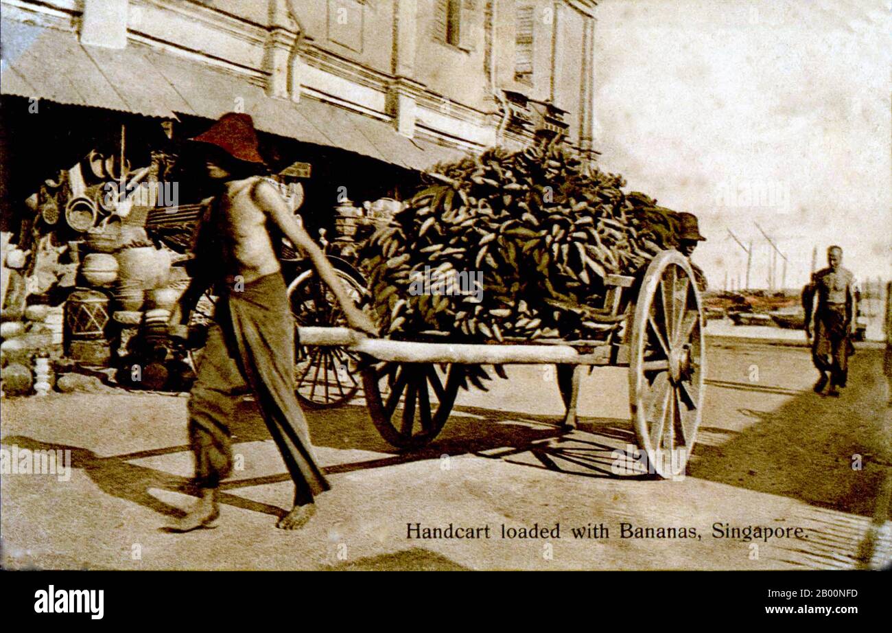 Singapore: A man pulling a cartload of bananas, postcard, early 20th century (colonial period).  Singapore hosted a trading post of the East India Company in 1819 with permission from the Sultanate of Johor. The British obtained sovereignty over the island in 1824 and Singapore became one of the British Straits Settlements in 1826. Occupied by the Japanese in World War II, Singapore declared independence, uniting with other former British territories to form Malaysia in 1963, although it was separated from Malaysia two years later, becoming incredibly wealthy and one of the Four Asian Tigers. Stock Photo