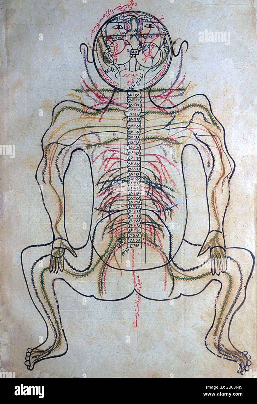 Persia / Iran: 15th century anatomical drawing from the Tashrīḥ-i badan-i insān.  Manṣūr ibn Muḥammad ibn Aḥmad, Tashrīḥ-i badan-i insān ('The Anatomy of the Human Body'). Persian manuscript, copy undated; appearance of paper, handwriting, ink, illustrations, etc. suggest  ca. late 15th or very early 16th century. Stock Photo