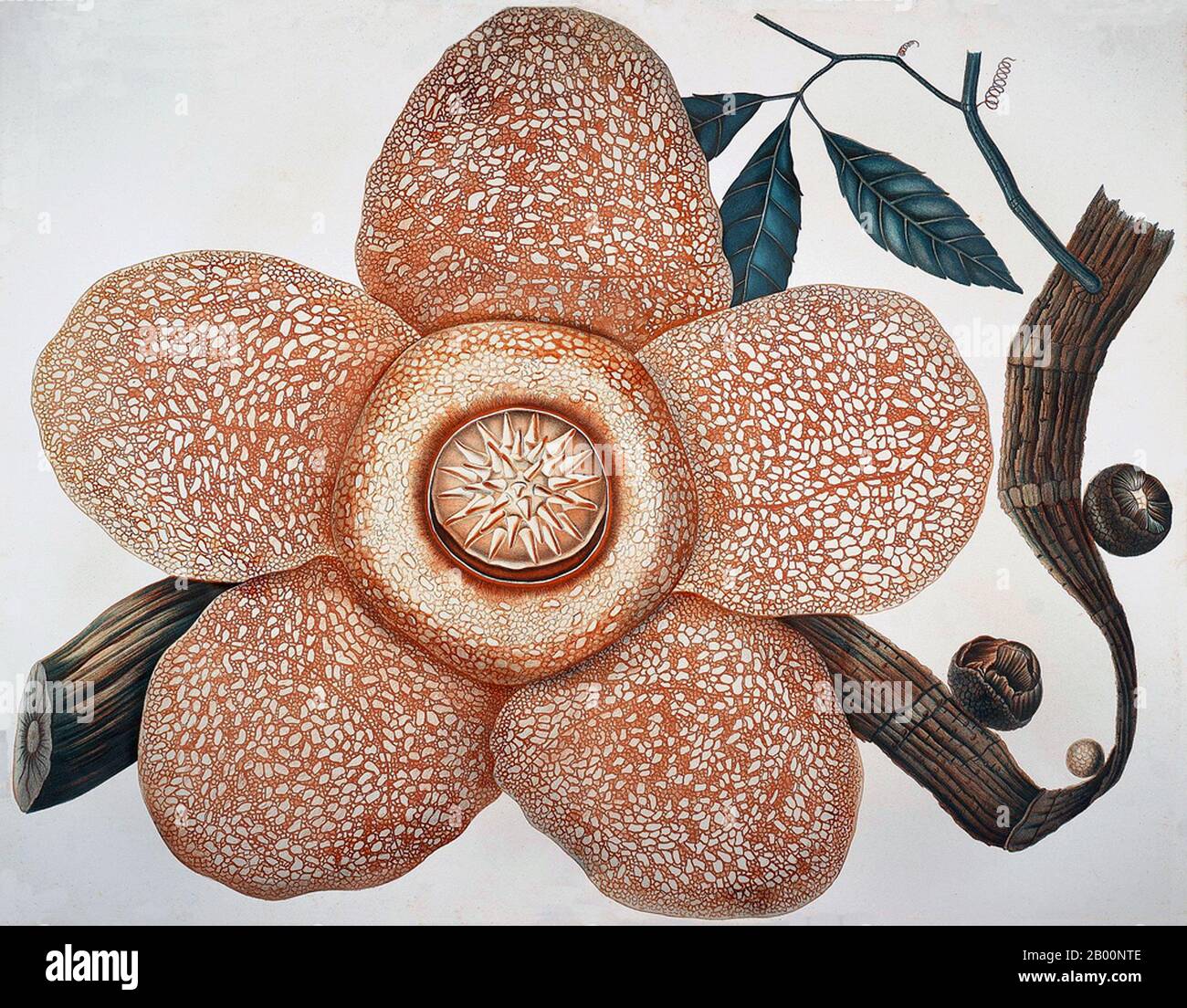Indonesia: Rafflesia arnoldii produces the largest individual flower of any species in the world. Kota Bogor, Java. Illustration by Friederich AW Miquel, 1863.  Rafflesia arnoldii produces the largest individual flower of any species in the world. But you might not want to get too close to it because it has 'a penetrating smell more repulsive than any buffalo carcass in an advanced stage of decomposition'. Stock Photo