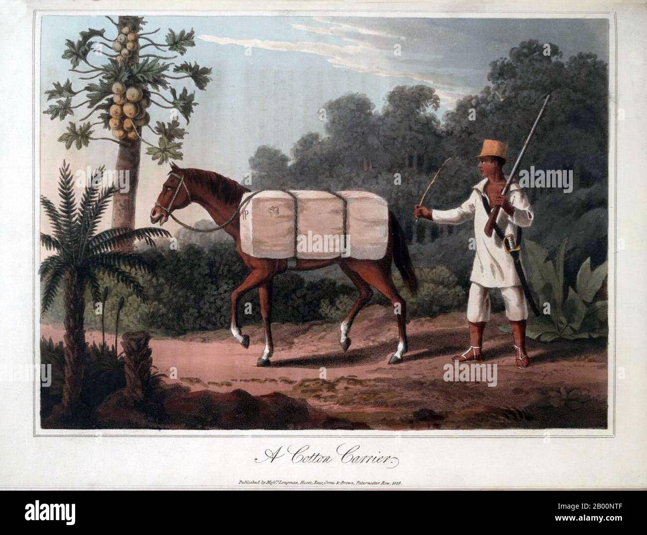 Brazil: 'A Cotton Carrier'. From Henry Koster's 1816 volume, 'Travels in Brazil'.  Brazil was a colony of Portugal from the landing of Pedro Álvares Cabral in 1500 until 1815, when it was elevated to the status of United Kingdom with Portugal and the Algarve. The colonial bond was in fact broken in 1808, when the capital of the Portuguese Kingdom was transferred from Lisbon to Rio de Janeiro, after Napoleon invaded Portugal. Independence from Portugal was achieved in 1822. Initially independent as the Empire of Brazil, the country has been a republic since 1889. Stock Photo