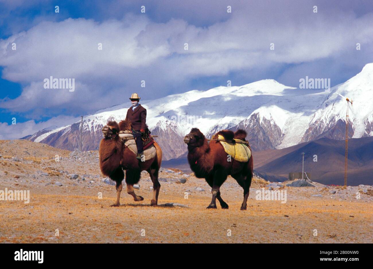 China: Bactrian camels and rider near Lake Karakul on the Karakoram Highway, Xinjiang.  The Bactrian camel (Camelus bactrianus) is a large even-toed ungulate native to the steppes of central Asia. It is presently restricted in the wild to remote regions of the Gobi and Taklimakan Deserts of Mongolia and Xinjiang, China. The Bactrian camel has two humps on its back, in contrast to the single-humped Dromedary camel. Stock Photo