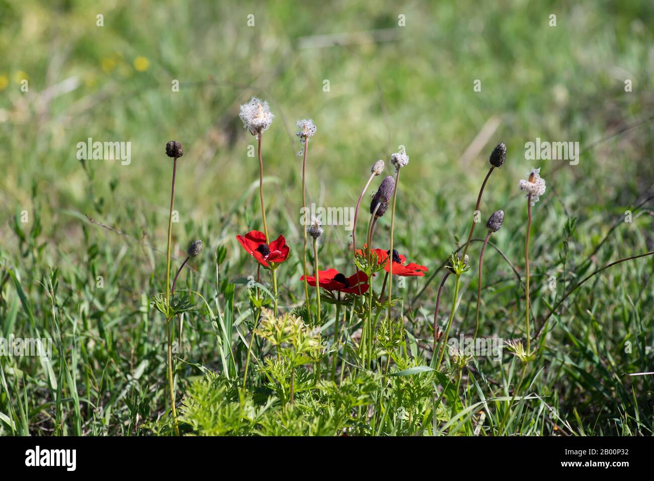 Red anemone flowers and buds in bloom in the grass in the sun closeup Stock Photo