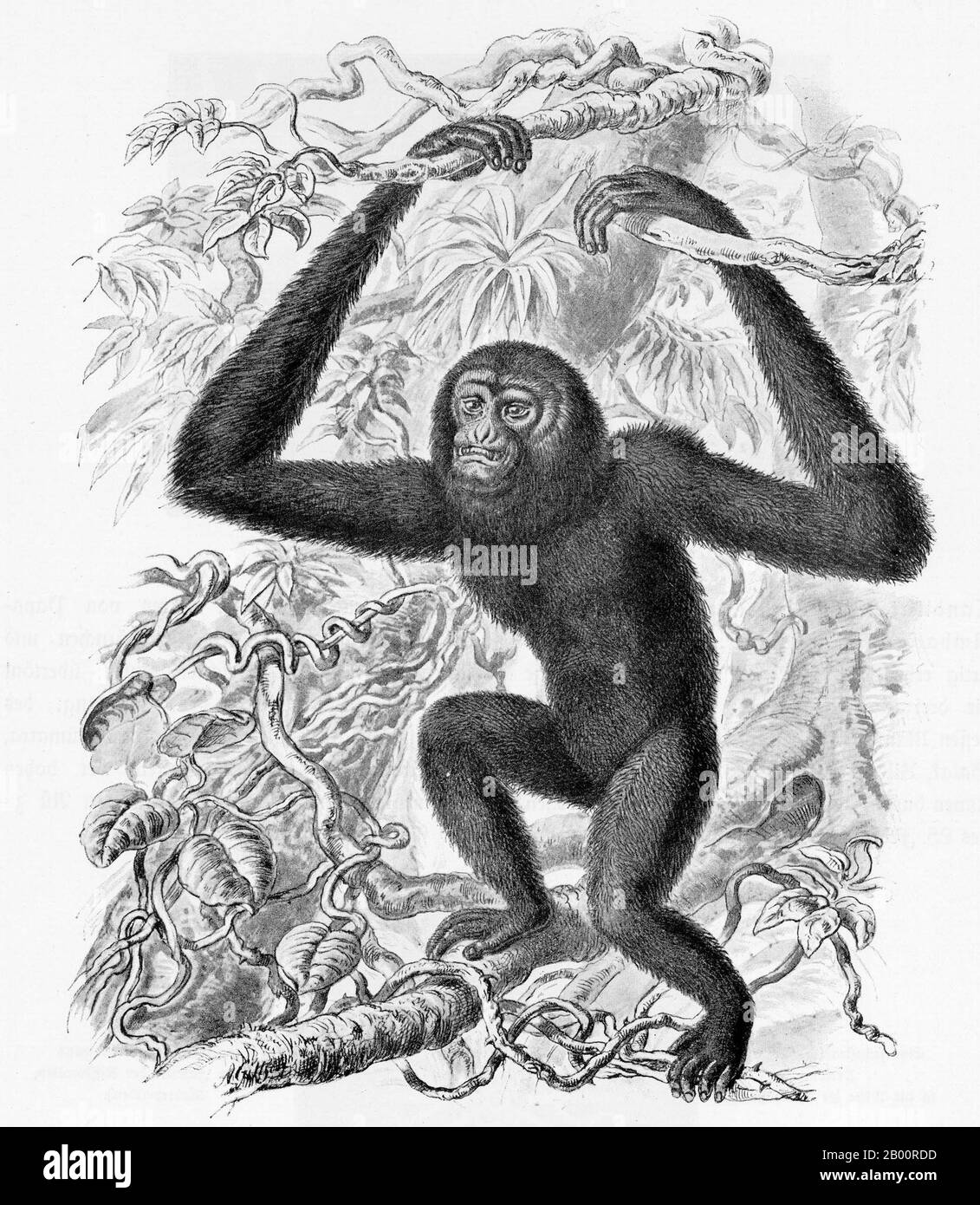 Indonesia/Germany: A Siamang or black furred gibbon, Sumatra. Engraving by Ernst Haeckel (1834-1919)  The Siamang (Symphalangus syndactylus) is a tailless, arboreal, black furred gibbon native to the forests of Malaysia, Thailand, and Sumatra. The largest of the lesser apes, the Siamang can be twice the size of other gibbons, reaching 1 m in height, and weighing up to 14 kg. Stock Photo