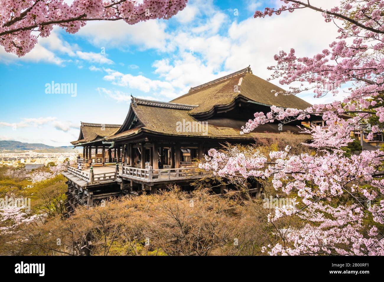 Kiyomizu dera Stage With Cherry Blossom In Kyoto Stock Photo Alamy Kiyomizu dera Stage With Cherry Blossom In Kyoto Stock Photo Alamy