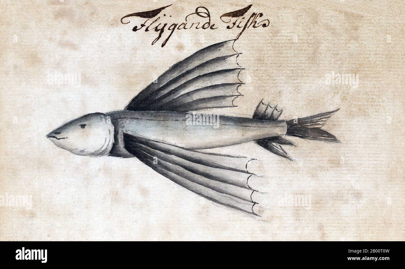 Indian Ocean/Sweden: Painting of a flying fish, c. 1749.  From 1746 to 1749, the Swedish ship Götha Lejon sailed on a mercantile mission to Canton. Several accounts of what transpired have survived. A handwritten journal has been attributed to Carl Fredrik von Schantz (1727-92). Another account of the mission of Götha Lejon was compiled by Carl Johan Gethe (1728-65), a cartographer and natural historian. His diary is titled ‘Diary of a Journey to East India begun on 18 October 1746 and ending June 20, 1749’. The Swedish East India Company, or SOIC, was founded in 1731. Stock Photo