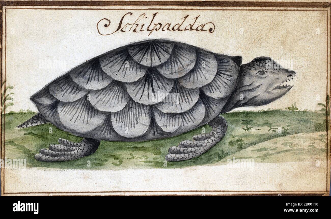Indonesia/Sweden: Painting of a tortoise, c. 1749.  From 1746 to 1749, the Swedish ship Götha Lejon sailed on a mercantile mission to Canton. Several accounts of what transpired have survived. A handwritten journal has been attributed to Carl Fredrik von Schantz (1727-92). Another account of the mission of Götha Lejon was compiled by Carl Johan Gethe (1728-65), a cartographer and natural historian. His diary is titled ‘Diary of a Journey to East India begun on 18 October 1746 and ending June 20, 1749’. The Swedish East India Company, or SOIC, was founded in 1731. Stock Photo