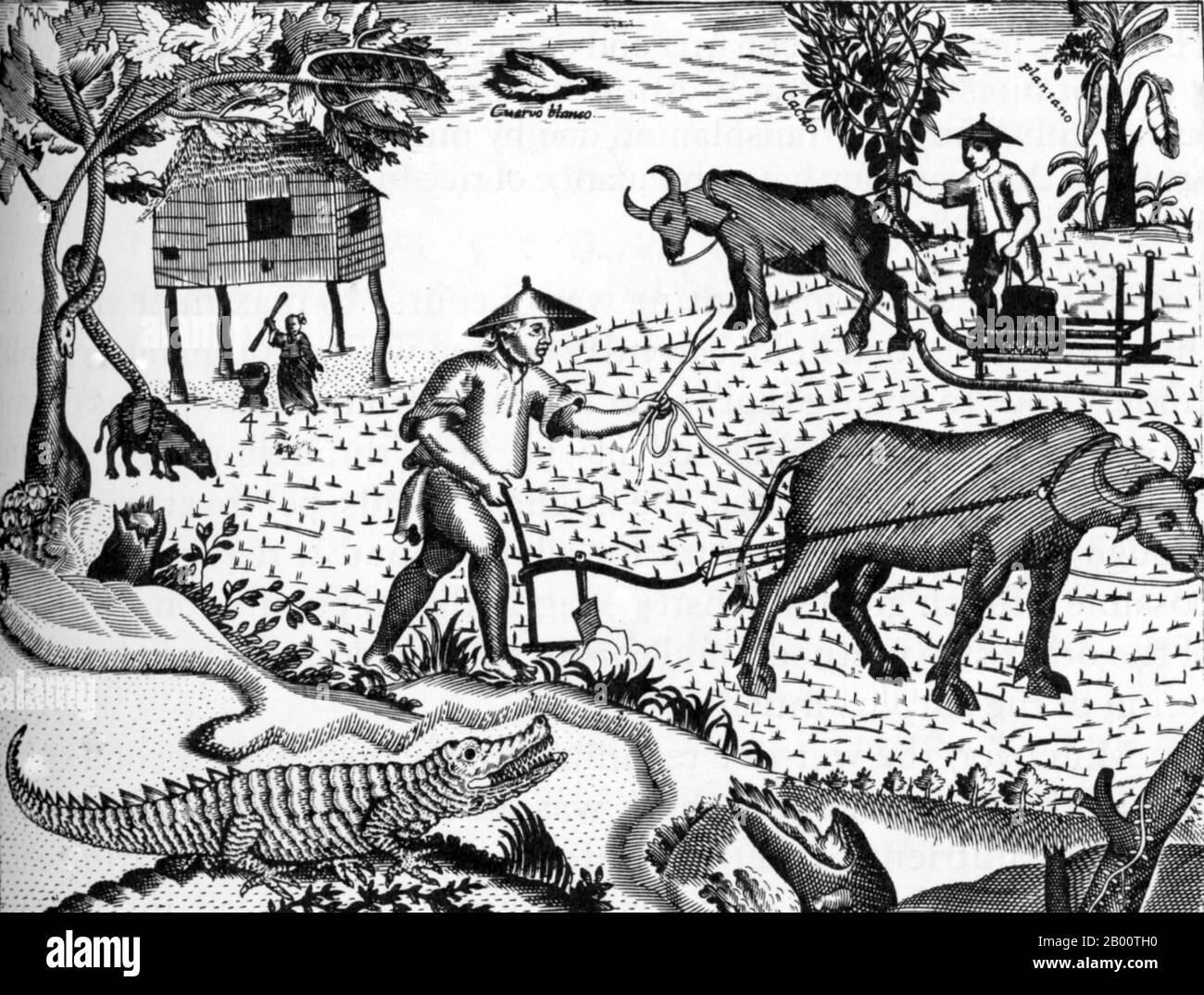 Philippines: Filipino farmers at work in a rice field. Illustration by Pedro Murillo Velarde (1696-1753), 1734.  This illustration first appeared on a map of the Philippines by Spanish missionary Pedro Murillo Velarde. It shows farmers operating rudimentary ox-drawn ploughs while a woman husks rice under a hut.  From 1565 to 1821, the Philippines was governed as a territory of the Viceroyalty of New Spain and then was administered directly from Madrid after the Mexican War of Independence. The galleons linking Manila to Acapulco traveled once or twice a year between the 16th to 19th centuries. Stock Photo