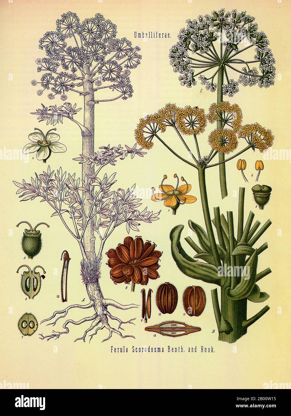 Iran: This illustration shows the flower, stems and roots of the asafoetida plant, species name 'Ferula scorodosma'. Lithograph by Walther Otto Muller (1833-1887), c. 1887.  Native to Persia and Mesopotamia, the asafoetida plant is known for its pungent smell, earning it the nickname 'The Devil's Dung' or 'Stinking Gum'. It is often sold in powdered form as a spice or a condiment in Asian markets, and is often taken as a digestive aid to reduce flatulence. Stock Photo