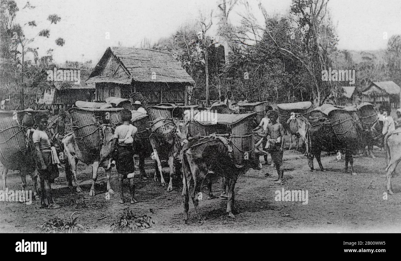 Laos: Rice farmers drive a caravan of pack oxen near the Lao-Sino border in 1896.  Pack oxen were the prime mode of transport at the time and facilitated trade around Laos, southern China, Vietnam, Cambodia, Thailand and Burma. Each of the baskets on the packsaddles could carry 20 kg of paddy. Stock Photo