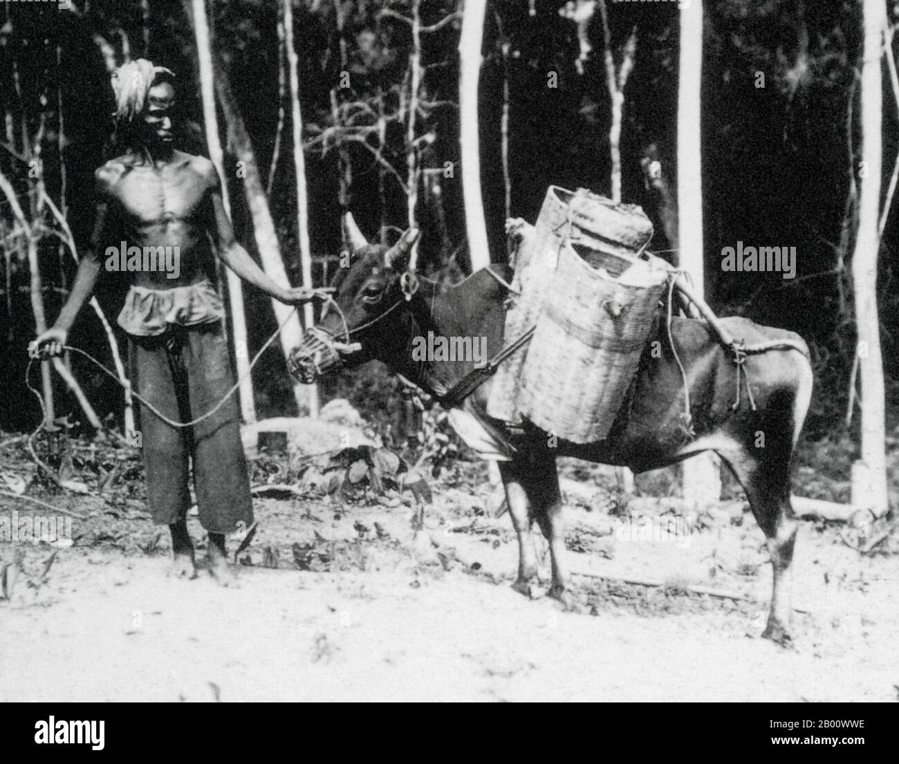 Thailand: A farmer with his pack ox in Chiang Saen, northern Siam, 1902.  Pack oxen were the prime mode of transport at the time and facilitated trade around Laos, southern China, Vietnam, Cambodia, Thailand and Burma. Each of the baskets on the packsaddles could carry 20 kg of paddy. Stock Photo