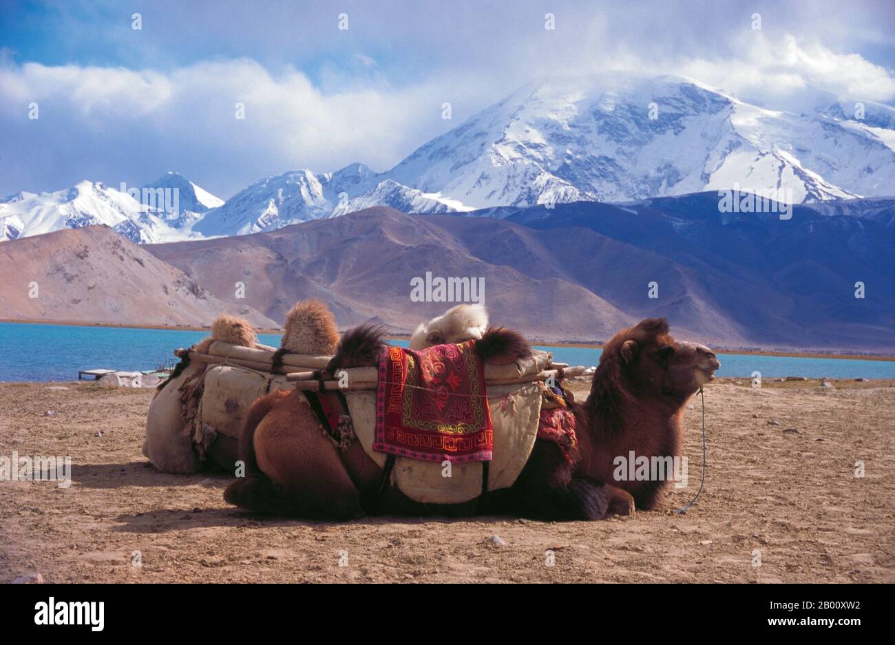 China: Bactrian camels near Lake Karakul on the Karakoram Highway, Xinjiang.  The Bactrian camel (Camelus bactrianus) is a large even-toed ungulate native to the steppes of central Asia. It is presently restricted in the wild to remote regions of the Gobi and Taklimakan Deserts of Mongolia and Xinjiang, China. The Bactrian camel has two humps on its back, in contrast to the single-humped Dromedary camel. Stock Photo