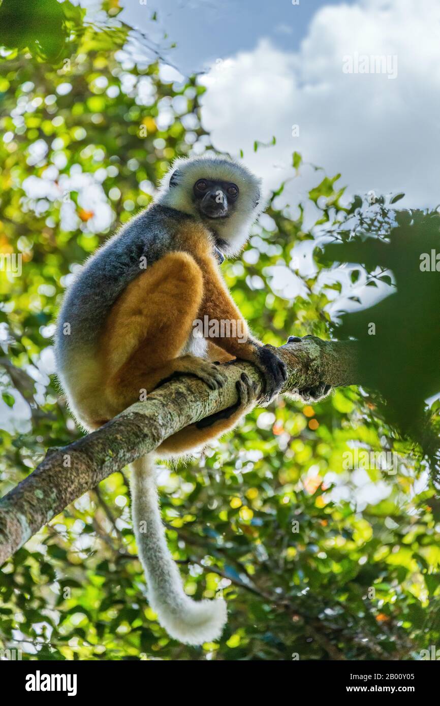 Diademed sifaka sitting on a branch in the trees Stock Photo
