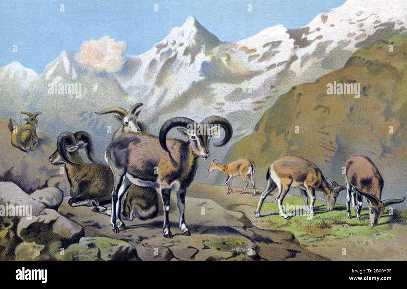 China/Tibet: Bharal or Himalayan Blue Sheep (Pseudois nayaur). Chromolithograph print by Pierre Jacques Smit (1863-1960), 1901.  The bharal or Himalayan blue sheep, Pseudois nayaur, is a caprid found in the high Himalayas of Nepal, Tibet, China, India, Pakistan, and Bhutan. Its native names include bharal, bharar and bharut in Hindi, Na or Sna in Ladakh, Nervati in Nepali and Nao or Gnao in Bhutan. The bharal has horns that grow upwards, curve out and then towards the back, somewhat like an upside down moustache. Stock Photo