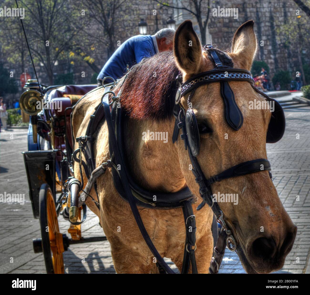 Portrait of a yellow dun horse in the Triumph Square (Plaza del Triunfo),Seville, Spain.  Horse carriage. Stock Photo