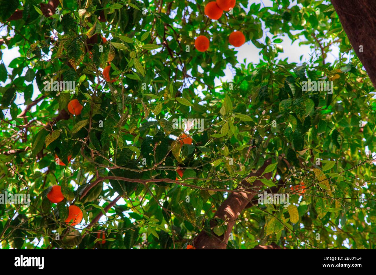 Blooming orange tree in Seville infected with HLB yellow dragon disease (citrus greening). Stock Photo