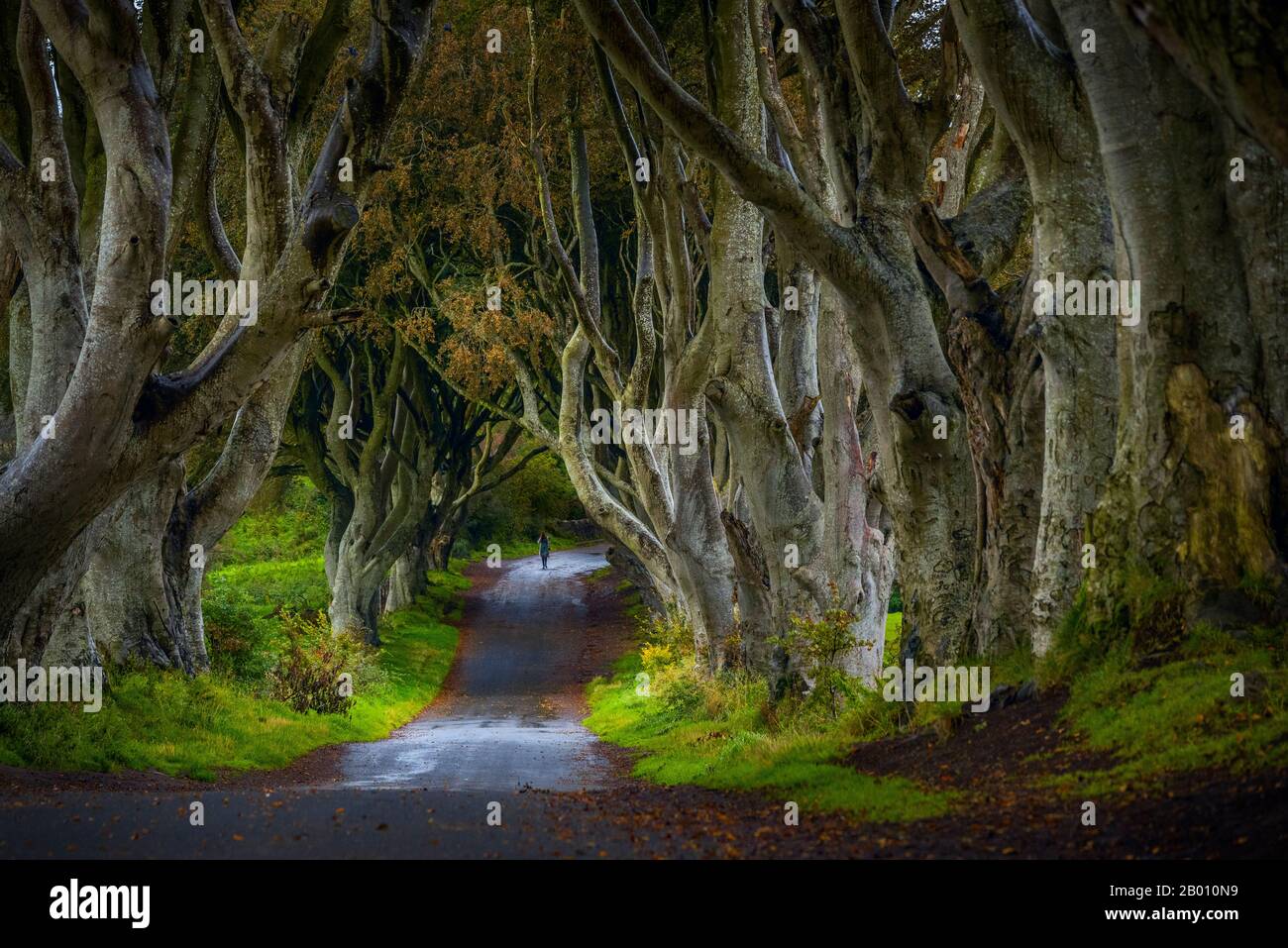 The twisted canopy of Beach trees made famous by The House of Thrones series, lining the road up to Gracehill House in Ireland, an unforgettable sight Stock Photo