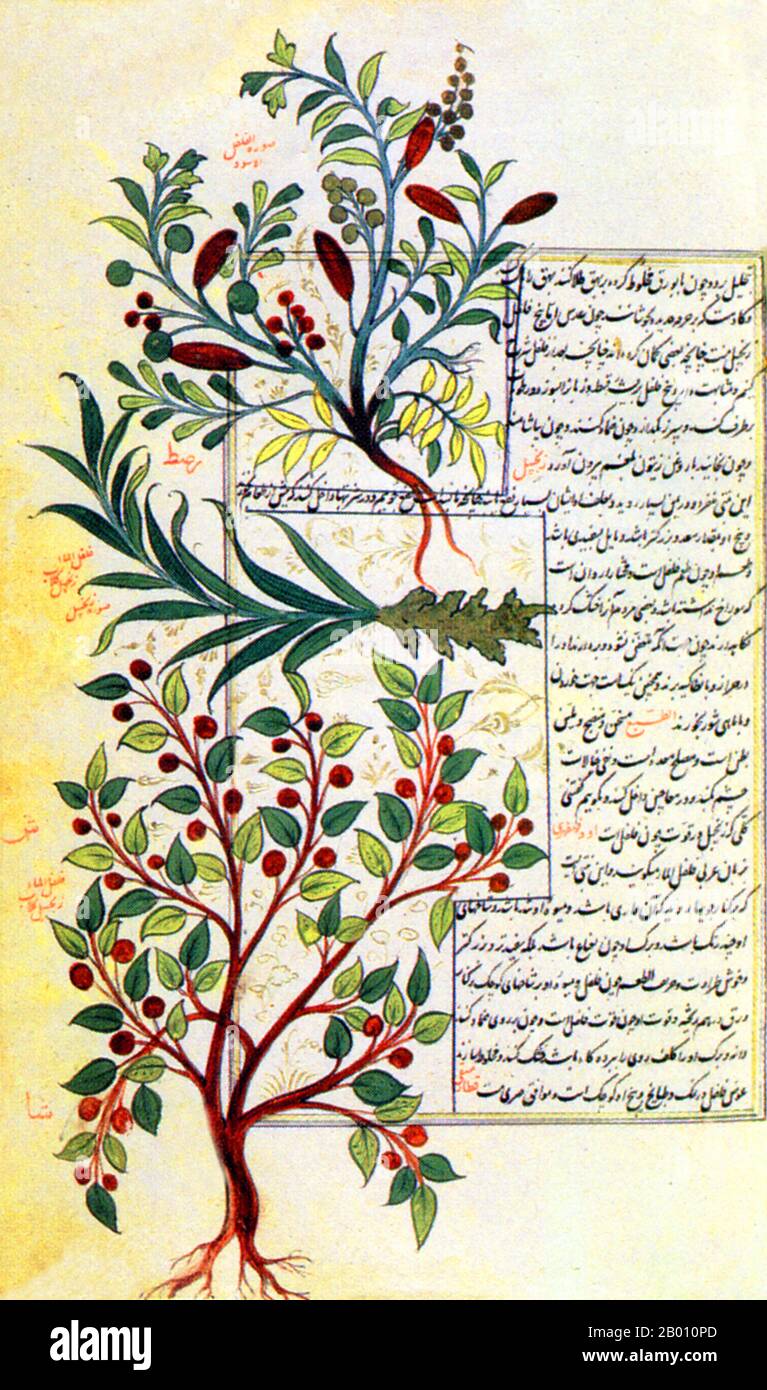 Iran: A page from ‘The Book of Medicinal Herbs,’ published in Isfahan, Persia, in 1658. The vines in the picture are black pepper (above) and water pepper (below).   ‘The Book of Medicinal Herbs’ or ‘Kitab al-Hasha’ish’, is a 10th-century Arabic manuscript containing nearly 500 illustrations and texts relating to botanical plants and their healing properties. It was probably based on the ancient ‘Materia Medica’, published by Greek physician Dioscorides in the 1st century CE. This 17th-century version is a Persian translation of the original written in the 10th century by Ishaq ibn Hunayn. Stock Photo