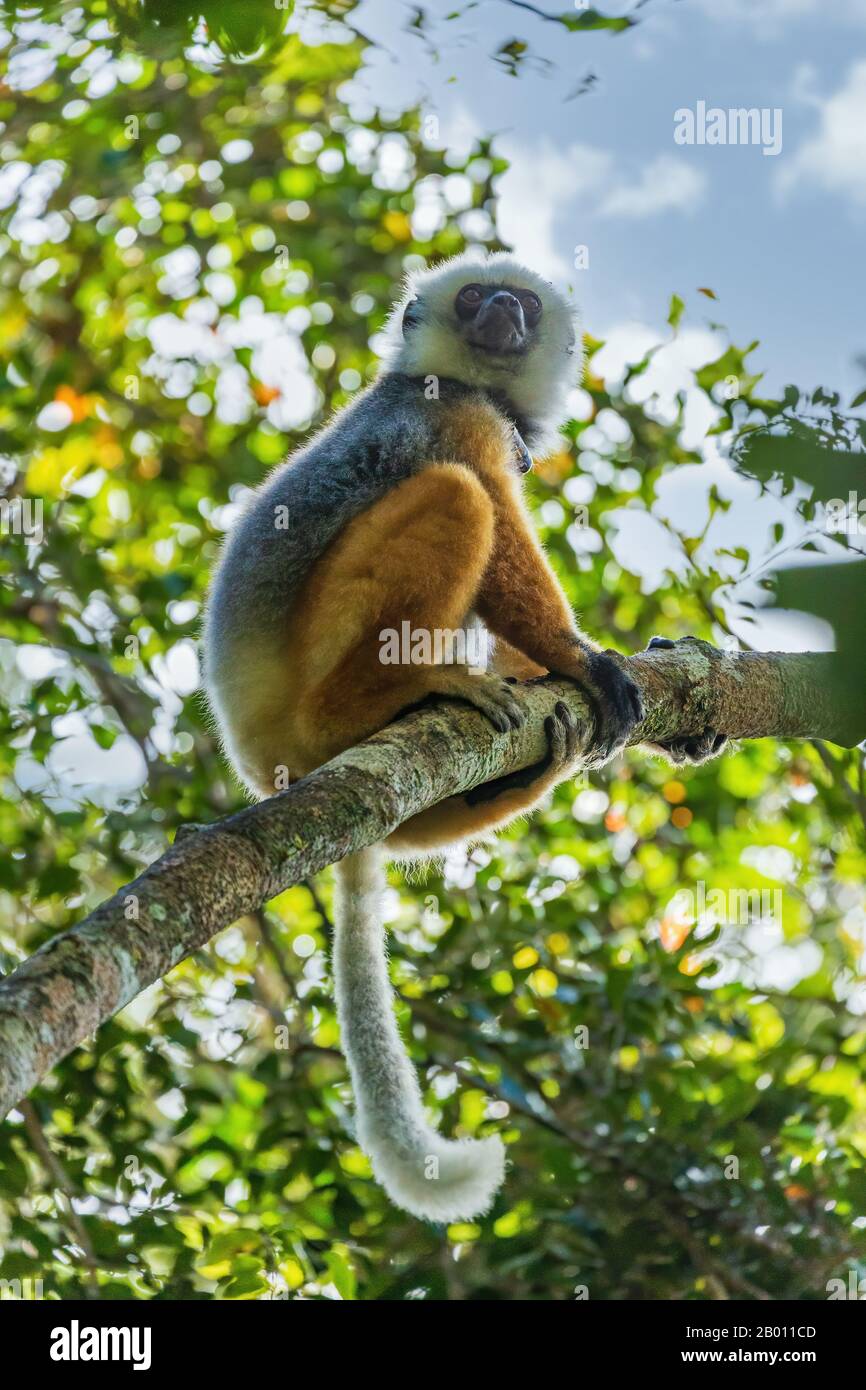 Diademed sifaka sitting on a branch in the trees Stock Photo