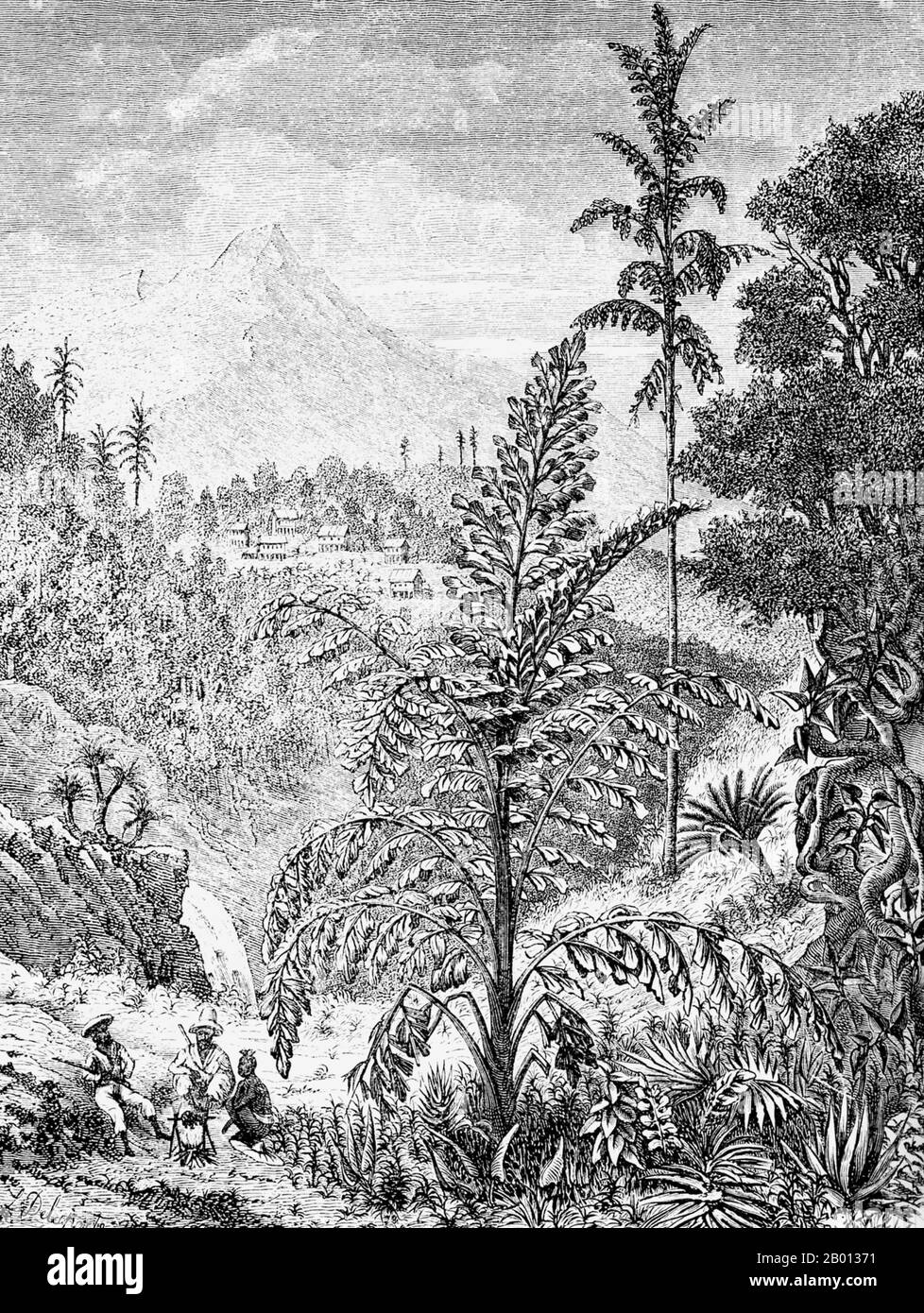 Indochina: A sketch of a date palm (Caryota urens), probably in central Laos. Engraving by Louis Delaporte (1842-1925), 1867.  This illustration by Louis Delaporte is one of dozens he produced during his two-year venture (1866-68) with the Mekong Exploration Commission sponsored by the French Ministry of the Navy, the intention of which was to lay the groundwork for the expansion of French colonies in Indochina. Traveling the Mekong by boat, the small French delegation voyaged from Saigon to Phnom Penh to Luang Prabang, then farther north into Upper Laos and China's Yunnan province. Stock Photo