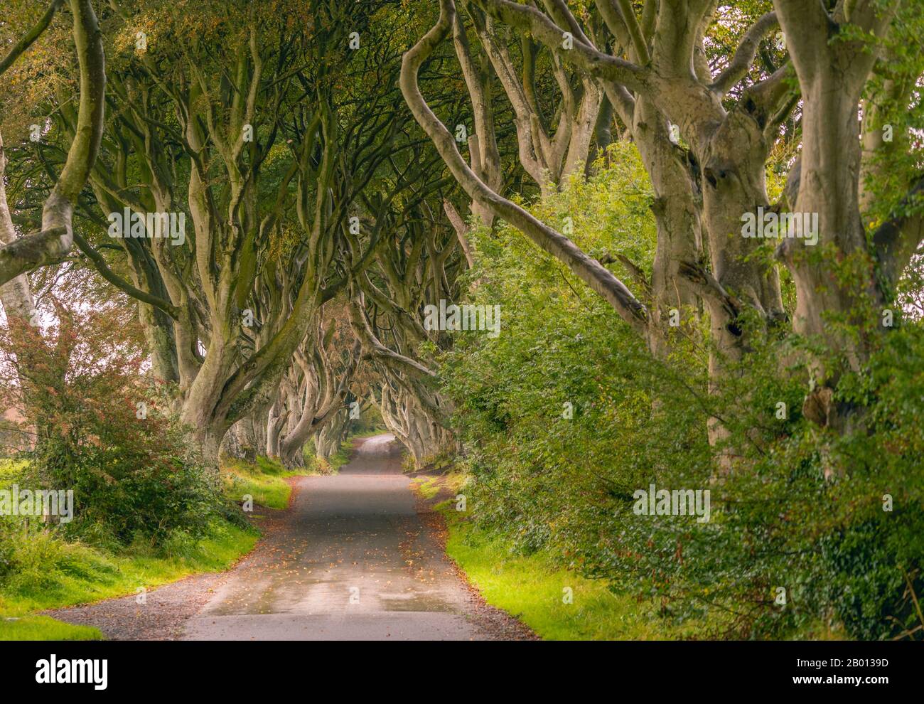 Made famous by The House of Thrones series is the country road lined with the beautiful Beech trees leading up to Gracehill House in Ireland Stock Photo