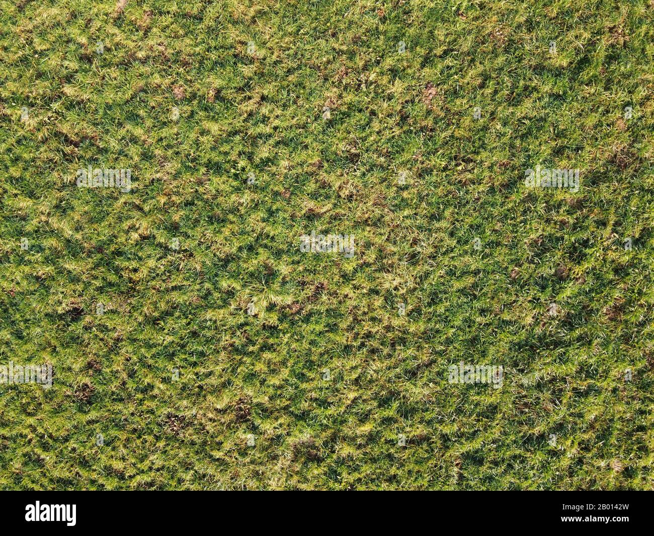 Rugged texture of grass lawn in full frame background concept, shot from above. Top view of green lawn with yellow grass stains Stock Photo