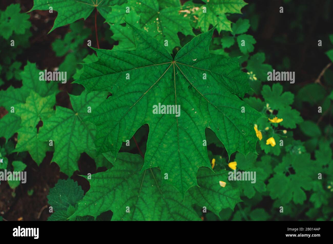 Fresh green maple leaves Natural green background from maple leaves