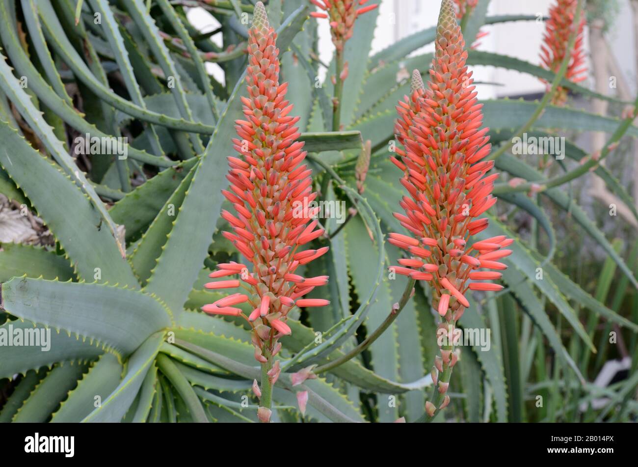 Flowers of Aloe arborescens winter blooming flowering succulent perennial plant torch aloe Stock Photo